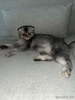 Liebevolle Katzen Dame Lea   