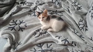 Katzen Baby Kitte dreifarbig Glückskatze