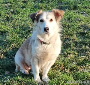 LORA   sanfte, liebevolle Hündin sucht neues Zuhause