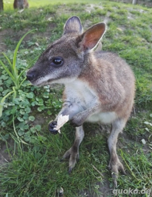 2 Pärchen Parma Kängurus 