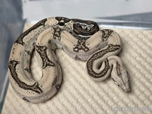 0.1 Mandarin het VPI Leopard, Boa Constrictor Imperator  Bild 2