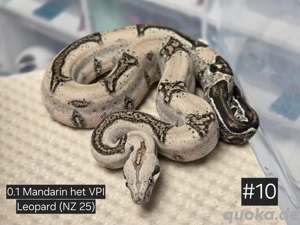 0.1 Mandarin het VPI Leopard, Boa Constrictor Imperator 