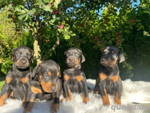 Vier Dackelwelpen abzugeben.