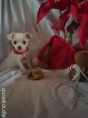 Chihuahua weibchen 8wochen