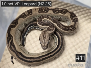 1.0 het VPI Leopard,  Boa Constrictor Imperator 
