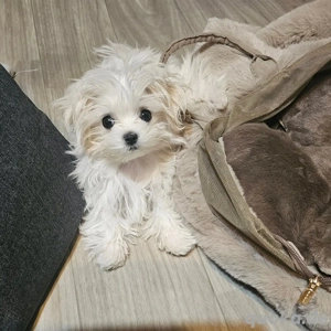 Malteserwelpe sucht neues Zuhause