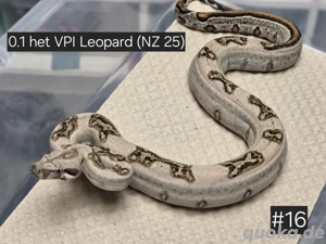 0.1 het VPI Leopard,  Boa Constrictor Imperator 