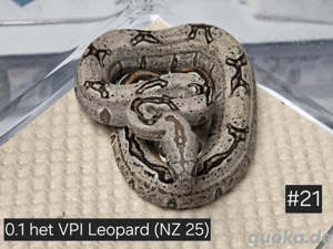 0.1 het VPI Leopard,  Boa Constrictor Imperator 