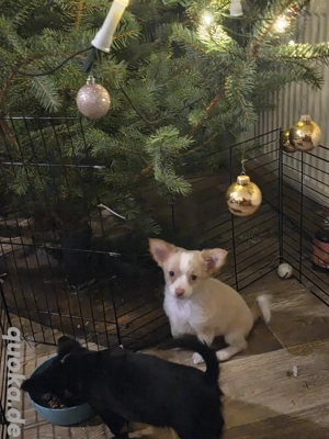 unser beide suchen noch ein zuhause 