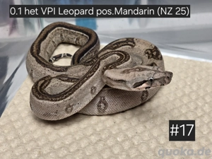 0.1 het VPI Leopard pos. Mandarin, Boa Constrictor Imperator 