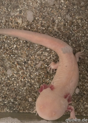 2 Axolotl abzugeben