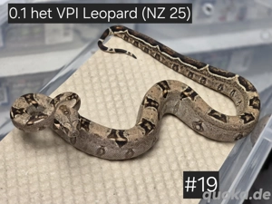 0.1 het VPI Leopard,  Boa Constrictor Imperator 