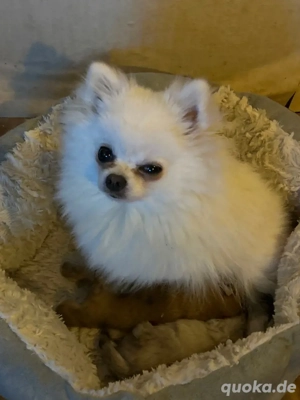 Pomeranian , Zwergspitz Welpen ! 