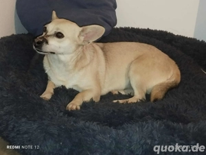 Kleine tapfere Bianca sucht ihre Familie Bild 7