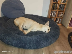 Kleine tapfere Bianca sucht ihre Familie Bild 2