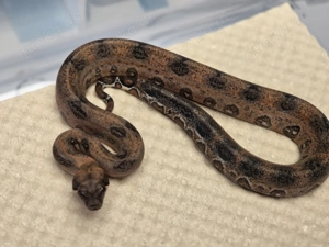 1.0 Supernova het VPI, Boa Constrictor Imperator  Bild 2