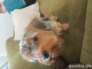 Yorkshire Terrier zum Schmusen 