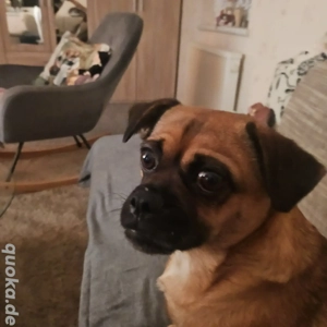 Liebe Retro Mops Hündin 3,5 Jahre