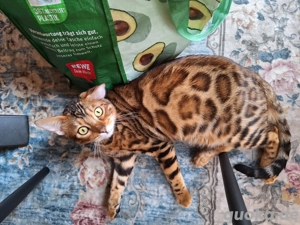 Bengal Kitte
