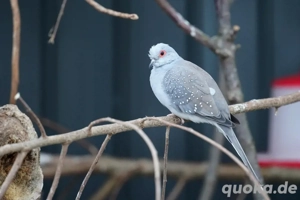 Diamanttäubchen zu verkaufen