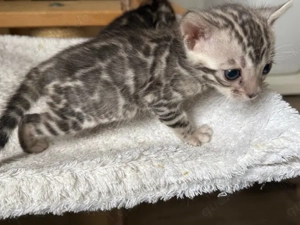 Bengal kitten Mädchen Silber oder Braun 