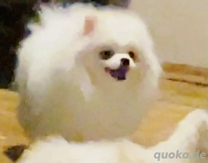 Pomeranian Zwergspitz 