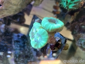 Korallenableger Caulastraea   Flötenkorallen 