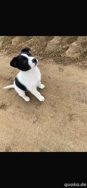 Akita Inu-Bordercolie Mix