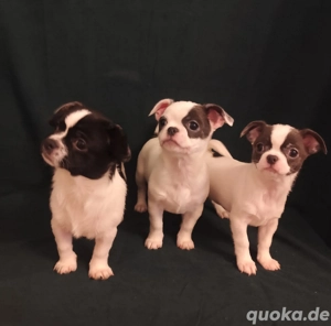 Süße Chihuahua-Welpen   3 Hündinnen   sofort ins Herz verliebt!