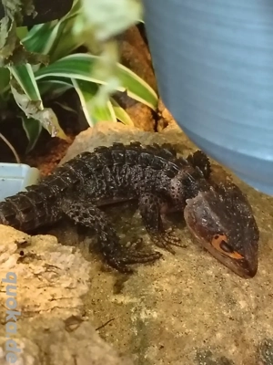 Verkaufe 1 Rotaugen Buschkrokodil