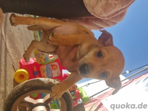 süßer Rüde  such ein neues Zuhause 