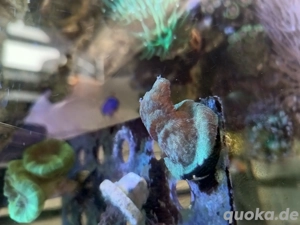 Korallenableger Pavona cactus