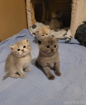 BKH Kitten Katzen