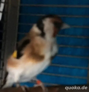 Stieglitz Mayor Hahn mit kanarie Weib 