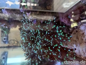 Korallenableger Euphyllia