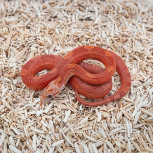 0.1 Hypo Bloodred motley Kornnatter