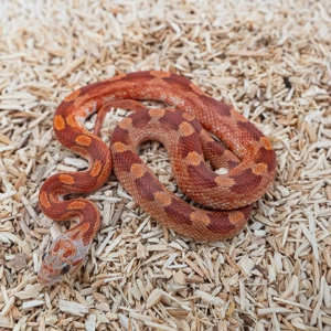 Hypo Bloodred Pied Motley Kornnatter #8