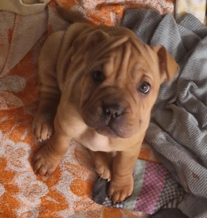 Frenchi Pai: Shar Pai und Französische Bulldogge Mix