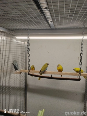 Schönsittiche zimtopalin 