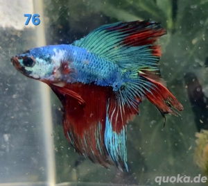 Kampffisch Männchen Betta splendens Halfmoon  