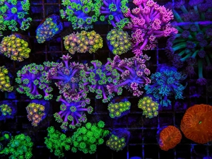 LPS, SPS,Korallen,Ableger,holy grail 24k, golden torch,Euphyllia,NY knicks,M. beach bum. 