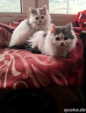 3 Maine coon  Kitten