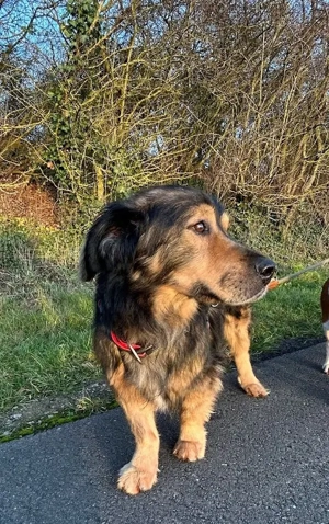 Zordon sucht sein Glück