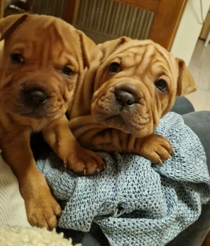 Frenchi Pai: Shar Pai und Französische Bulldogge Mix