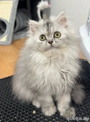 Perserkitten 