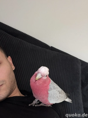 Zahmer Rosakakadu (galah)