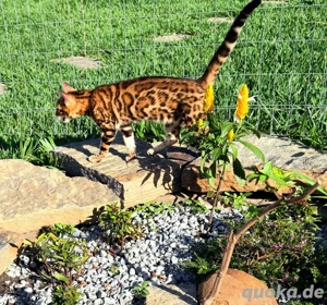 Bengalkätzchen suchen ein neues Zuhause