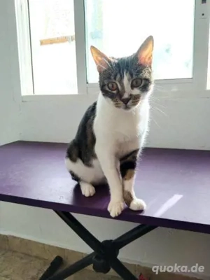 Supermarktkatze Mary (ALM)