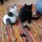 Tom & Pisa - ein unzertrennliches Pärchen