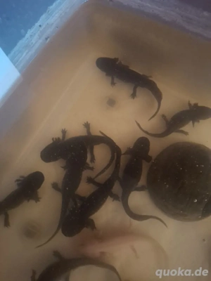 Axolotl verschieden